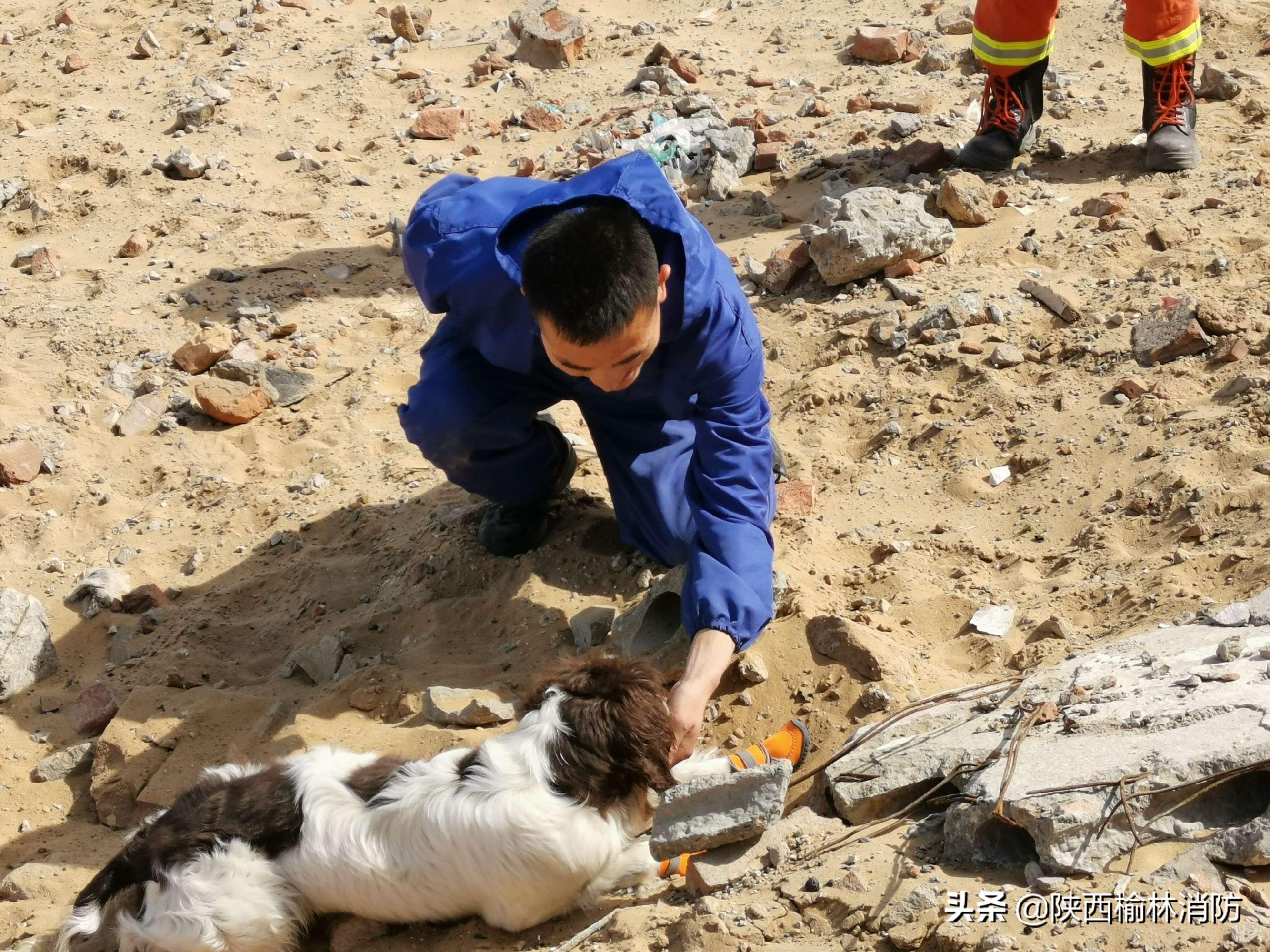 最新科目犬全方位解读与选择指南，训练犬只出售