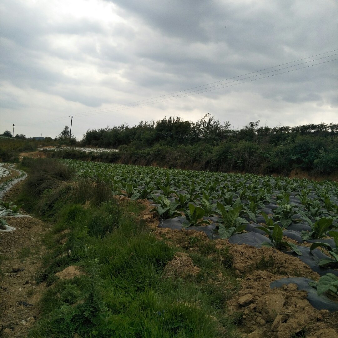 上马台镇最新天气预报