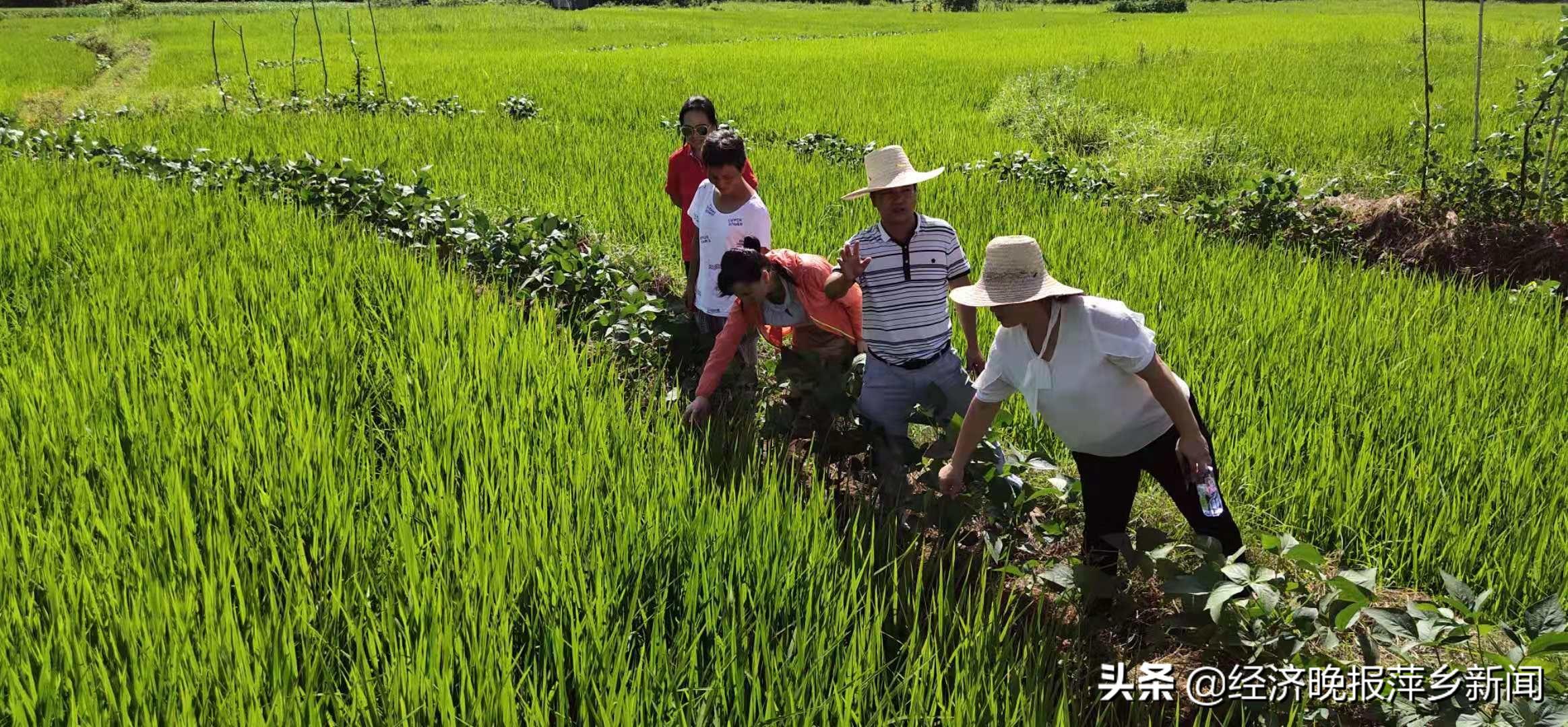 莲花县民政局发展规划，构建和谐社会，开启服务民生新篇章