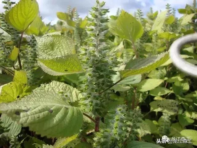 永青经营所最新新闻动态概览